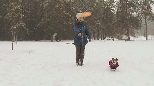 Дрессированные собаки: Джек рассел терьер Грета и бордер колли Хиро смотреть онлайн