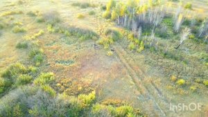 Лось во время гона. Наткнулся на семью лосей.