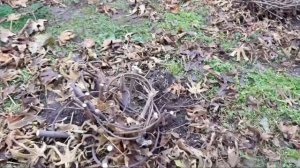 Обрезка и укрытие ИНЖИРА на зиму .