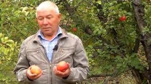 Собираем осенние сорта яблок. Удачные заметки