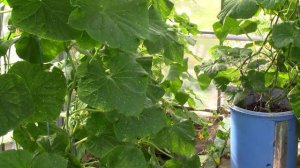 Огурцы. Часть 3. Восполняем дефецит микроэлементов.