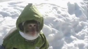 Дубовый Гаайъ — ты холодна feat. ORLY video