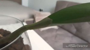 Каттлея. Как получить новый рост и нарастить корни