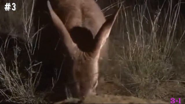 Необычные животные (викторина) смотреть онлайн