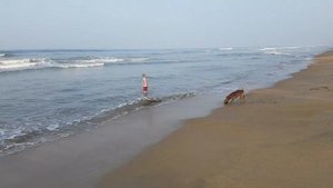 Villa Ocean View, Ваддува, Шри-Ланка, пляж