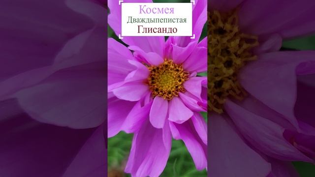 Космея дваждыпепистая - Глисандо.?