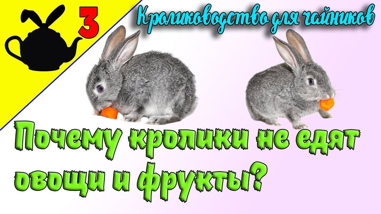 КРОЛИКИ НЕ ЕДЯТ МОРКОВЬ, ЯБЛОКИ, КАРТОШКУ / Кролиководство для чайников 3