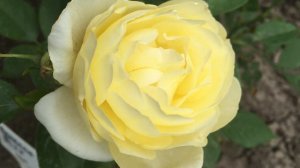 Роза Ванесса Белл- Vanessa Bell