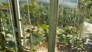 ИНТЕРЕСНАЯ ПОДВЯЗКА ДЫНЬ