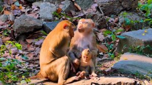 Very Well Monkey Luna Help Comfort Her Libby Not Care Baby Rainbow