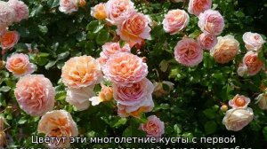 Роза Абрахам Дерби