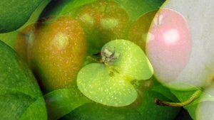 Польза яблок