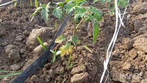 Почому желтеют Нижние Листья у Томатов   Что делать если пожелтело Листья у Томатов в 2023 году