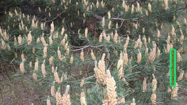 Цветет сосна смотреть онлайн