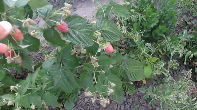 Малина Джоан Джей (Joan J) - урожай 2017 года смотреть онлайн