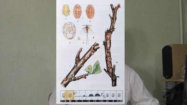 @Начинающему дачнику  Щитовка  Меры борьбы