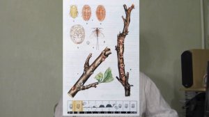 @Начинающему дачнику Щитовка Меры борьбы