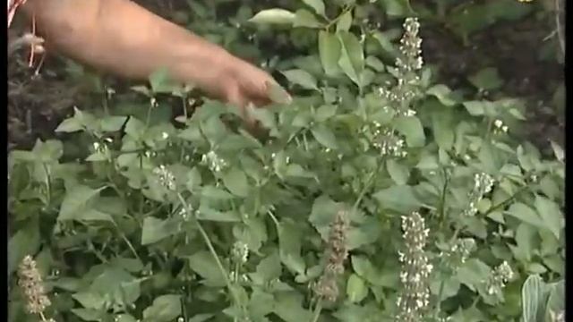 Диковинка: паслен смотреть онлайн