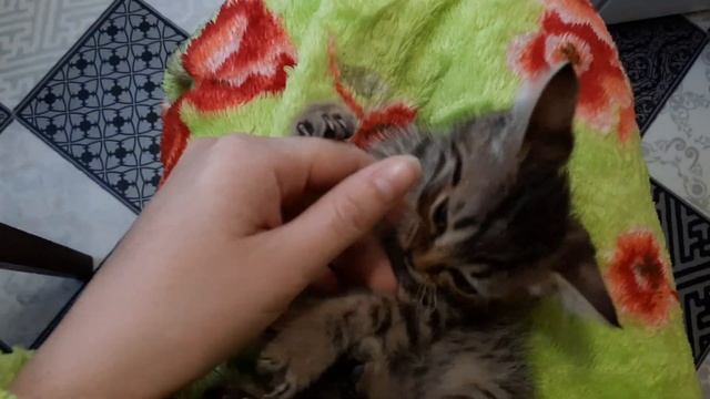 Утро с КОТЕНКОМ начинается не с КОФЕ ? Марсик атакует? смотреть онлайн