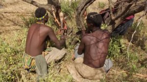 Бушмены добывают древесный мед