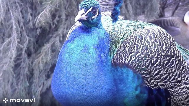 Влог / Московский зоопарк. Павлин / 8.04.22 год