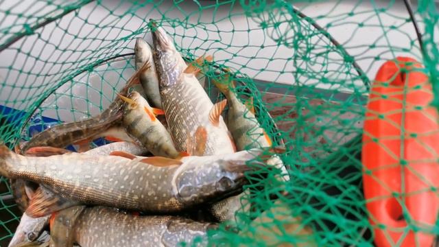 рыбалка 27.06.21 на Томи смотреть онлайн