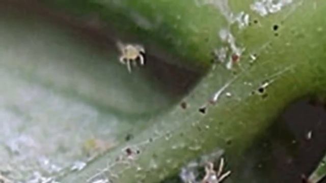 Вредители Замиокулькаса. Как избавится от вредителей Долларового дерева. смотреть онлайн