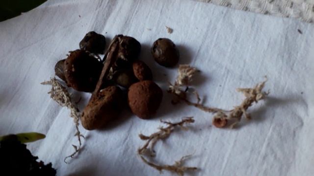 Пересадка орхидеи из ЗС в двойной горшок смотреть онлайн