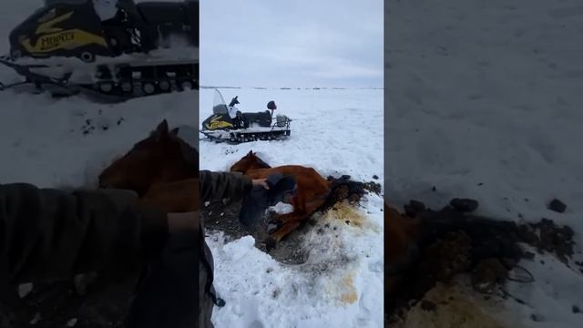 Обход лошадей. Спасаем жеребенка смотреть онлайн