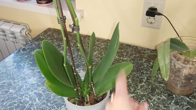 ОШИБКИ в содержании ЦВЕТУЩИЙ ОРХИДЕИ сразу после магазина/ Как сохранить цветок и не ЗАГУБИТЬ смотреть онлайн