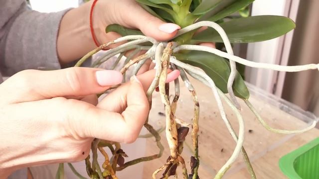 НА БОРОДУ КОРНЕЙ МАЛЕНЬКИЕ ЛИСТЬЯ У ОРХИДЕИ. МЯГКИЙ СТВОЛ НЕ НРАВИТСЯ. смотреть онлайн