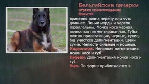 Стандарты пород Бельгийские овчарки