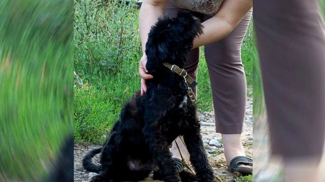 Люди обнаружили под кустом животное непонятной наружности смотреть онлайн