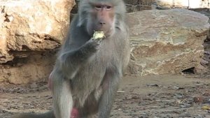 обезьяна с красным задом