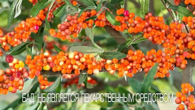 Витамишки Иммуно с облепихой смотреть онлайн