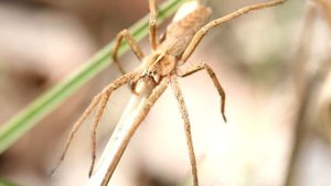 Пизаура удивительная: хитроумные пауки-женихи