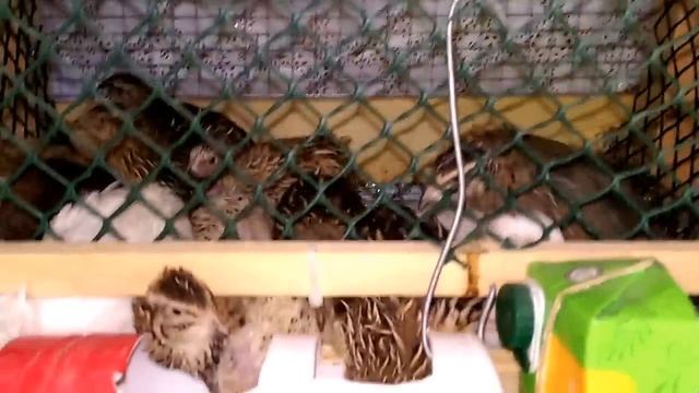 Утки мулард смотреть онлайн