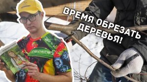 Зимняя обрезка плодовых деревьев