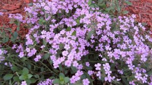 Facts about Rock Soapwort Plants