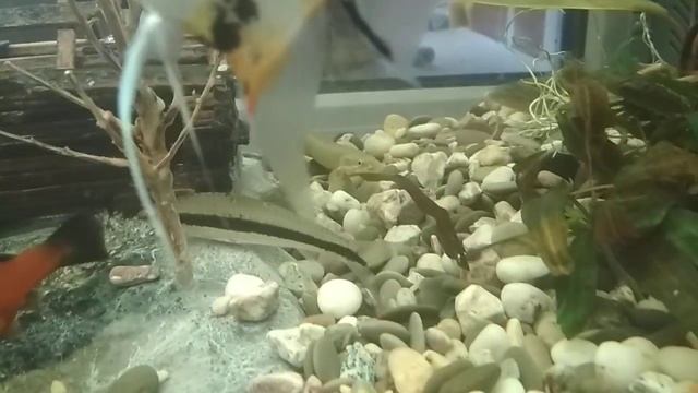 Кормление рыбок живым мотылем смотреть онлайн