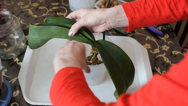 Быстрая и лёгкая посадка орхидеи в керамзит!!! 🌸🌸🌸 смотреть онлайн