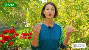 Как сохранить герань и пеларгонию зимой//Подготовка к зимовке