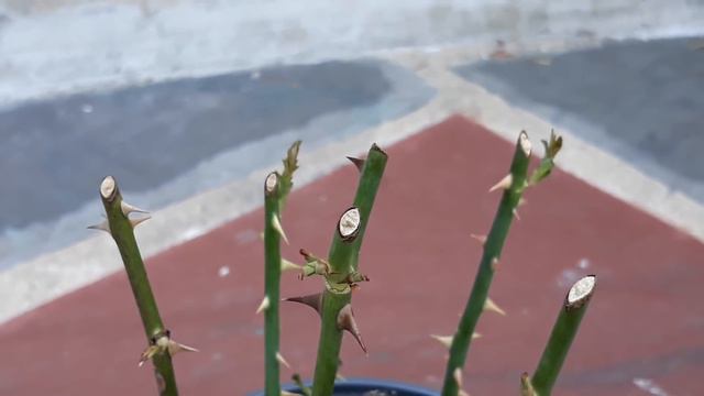 How to grow rose from cutting:: Easy Way::Rose plant propagation from cutting:: смотреть онлайн