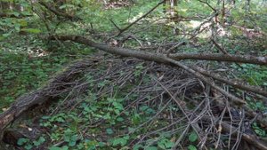 Калужская область, 2018 год. Конструкции и маркеры. Снежный человек, йети, сасквоч, бигфут, леший