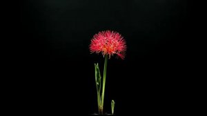 Time Lapse    The Dancing Flower Scadoxus multiflorus, Blood Lily, Flor de Natal