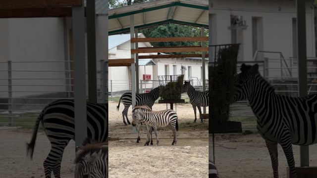 Zebra #zebravideo #zebra #зебра #саванна #savannah #savanna #шөптекті #ала #чернобелое #чернобелый смотреть онлайн