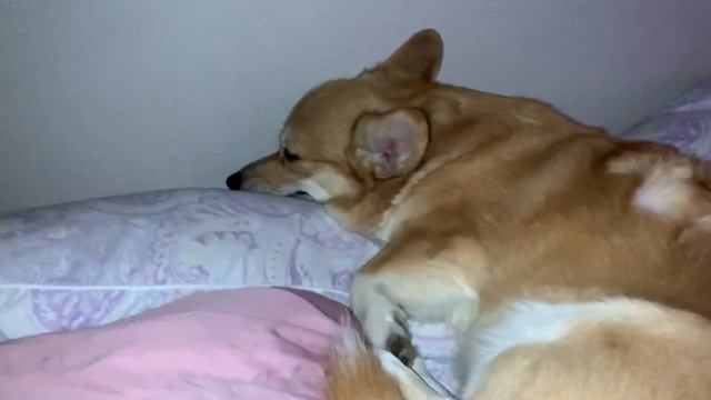 КАК ХРАПИТ КОРГИ / Музыка для моих ушей/ ЧТО ЕМУ СНИТСЯ? смотреть онлайн