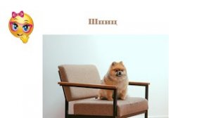 Померанский шпиц краткая характеристика породы.mp4