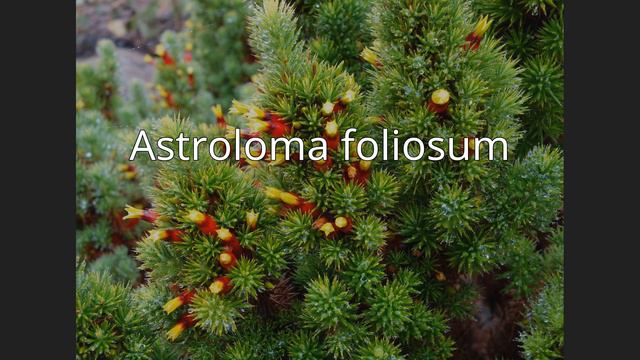 Astroloma foliosum смотреть онлайн