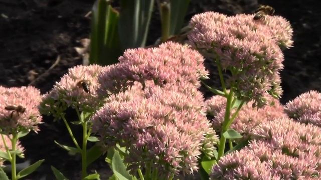 @Цветы на даче, многолетний цветок седум (очиток, молодило) смотреть онлайн